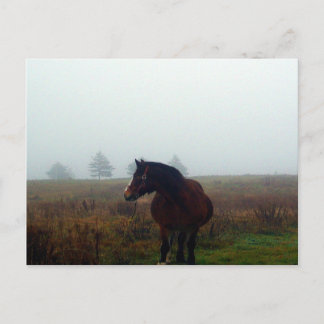 Carte postale Follow Me