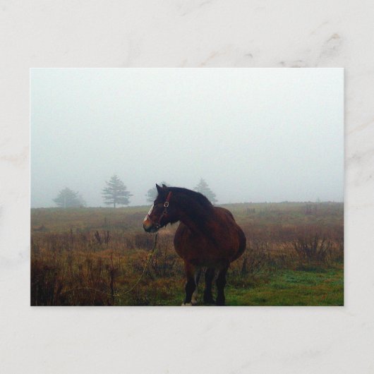 Carte postale Follow Me (Devant)