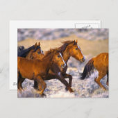 Carte Postale Fonctionnement de chevaux (Devant / Derrière)