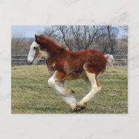 Fonctionnement de colt de goujon de Clydesdale