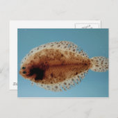 Carte Postale Fond (Devant / Derrière)