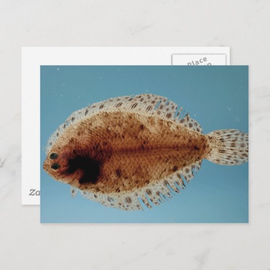 Carte Postale Fond (Devant / Derrière)