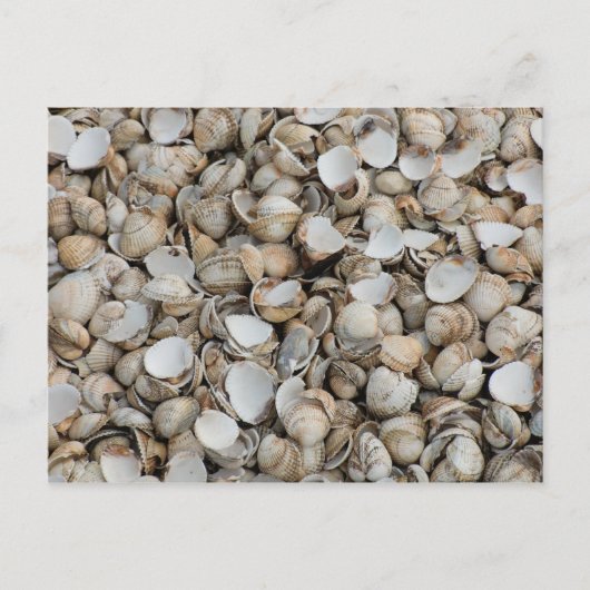 Carte Postale Fond de coquilles (Devant)