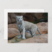 Carte Postale Fond de roche Tigre blanc du Bengale (Devant / Derrière)