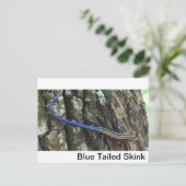 Carte Postale Fond d'écran bleu (Debout devant)