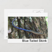 Carte Postale Fond d'écran bleu (Devant / Derrière)