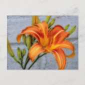 Carte Postale Fondation Lily - Daylily (Devant)