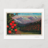 Carte Postale Foothill Orange Grove in the WinterState (Devant)