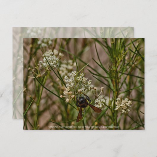 Carte Postale Forager du Sud-Ouest (Devant / Derrière)