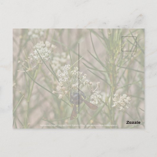 Carte Postale Forager du Sud-Ouest (Dos)