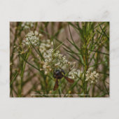 Carte Postale Forager du Sud-Ouest (Devant)