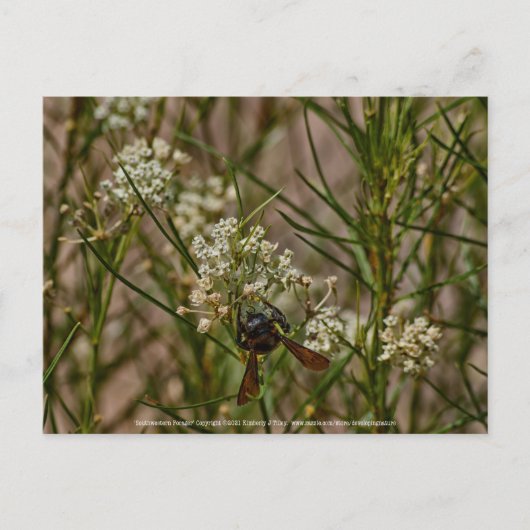 Carte Postale Forager du Sud-Ouest (Devant)