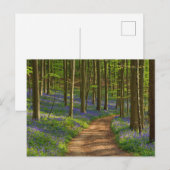 Carte Postale Forest | Bluebell Forest en Belgique (Devant / Derrière)