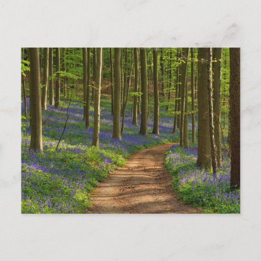 Carte Postale Forest | Bluebell Forest en Belgique (Devant)