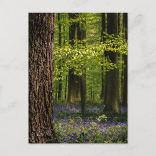 Carte Postale Forest   Bluebells en Belgique