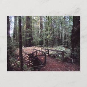 Carte Postale Forest Bridge - Humboldt Redwoods State Park