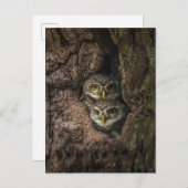 Carte Postale Forest | Deux Owls Looking (Devant / Derrière)