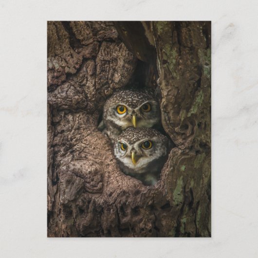 Carte Postale Forest | Deux Owls Looking (Devant)