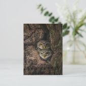 Carte Postale Forest | Deux Owls Looking (Debout devant)