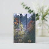 Carte Postale Forest Morning Vermont Fall (Debout devant)
