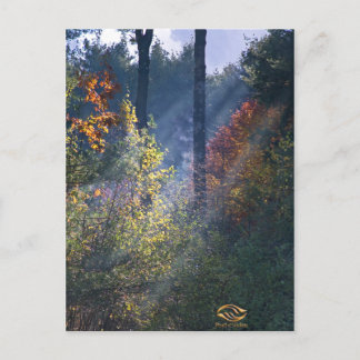 Carte Postale Forest Morning Vermont Fall