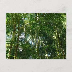 Carte Postale Forest of Palm Trees Tropical Nature