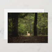 Carte Postale Forests | A White Tailed Deer in the Woods (Devant / Derrière)