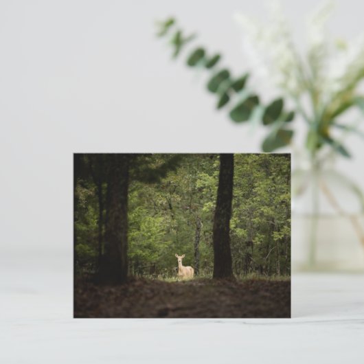 Carte Postale Forests | A White Tailed Deer in the Woods
