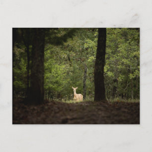 Carte Postale Forests A White Tailed Deer in the Woods