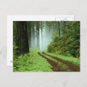 Carte Postale Forêt (Devant / Derrière)