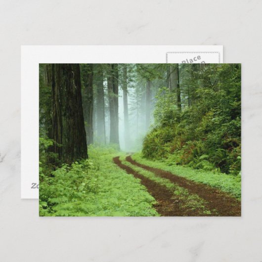 Carte Postale Forêt (Devant / Derrière)