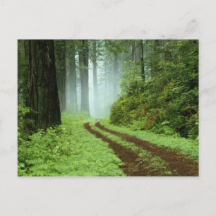 Carte Postale Forêt