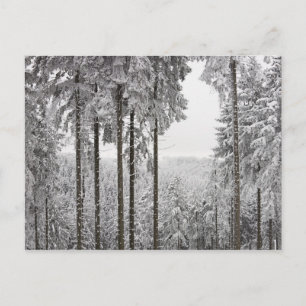 Carte Postale Forêt à feuillage persistant en hiver