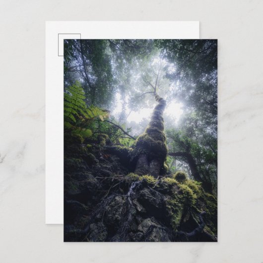 Carte Postale Forêt | Anaga Parc rural Îles Canaries (Devant / Derrière)