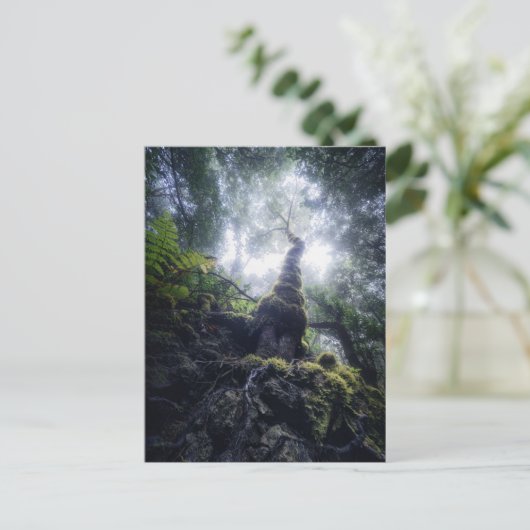 Carte Postale Forêt | Anaga Parc rural Îles Canaries (Debout devant)