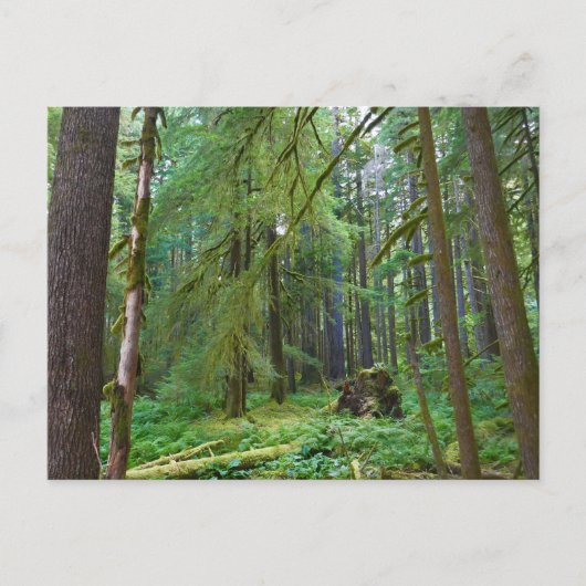 Carte Postale Forêt ancienne (Devant)