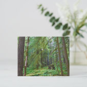 Carte Postale Forêt ancienne (Debout devant)