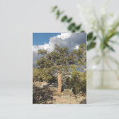 Carte Postale Forêt ancienne de pins à Bristlecone (Debout devant)