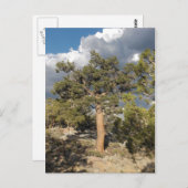 Carte Postale Forêt ancienne de pins à Bristlecone (Devant / Derrière)
