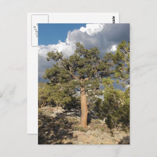 Carte Postale Forêt ancienne de pins à Bristlecone (Devant / Derrière)