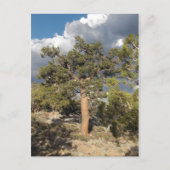 Carte Postale Forêt ancienne de pins à Bristlecone (Devant)