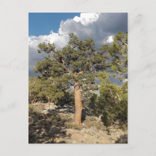 Carte Postale Forêt ancienne de pins à Bristlecone (Devant)