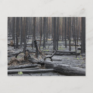 Carte Postale Forêt après incendie dans le parc national Yellows