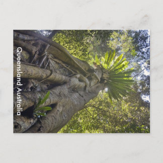 Carte postale Forêt Australienne