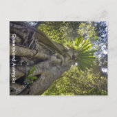 Carte postale Forêt Australienne (Devant)