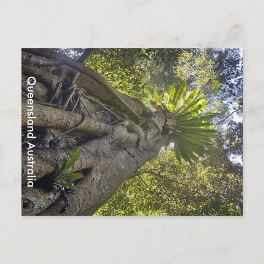 Carte postale Forêt Australienne (Devant)