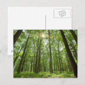Carte Postale Forêt avec soleil derrière (Devant / Derrière)