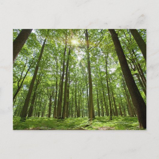 Carte Postale Forêt avec soleil derrière (Devant)