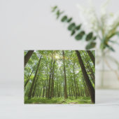 Carte Postale Forêt avec soleil derrière (Debout devant)