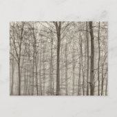 Carte Postale Forêt B&W avec brouillard matinal derrière les arb (Devant)